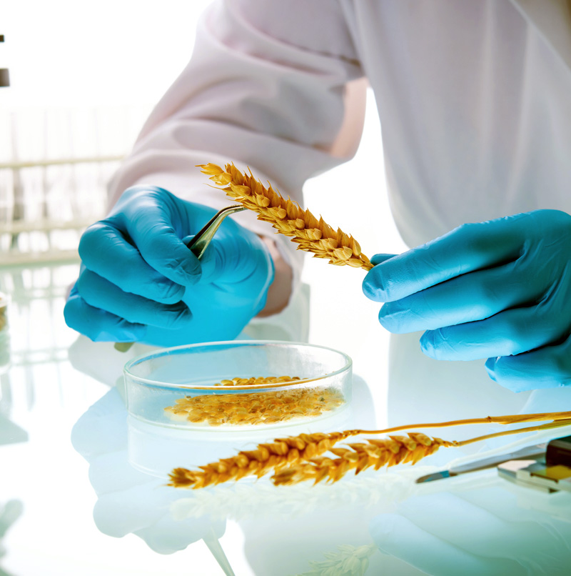 A scientist tests barley seeds in a laboratory setting