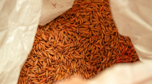 A bag full of orange-hued seeds